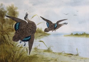 Pacifische zwarte eenden door H. H. Calvert