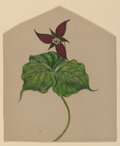 Bourgondische Rode Bloem