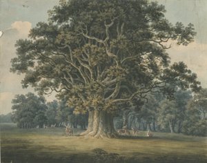 Needwood - Swilcar Oak: aquarel door H Moore