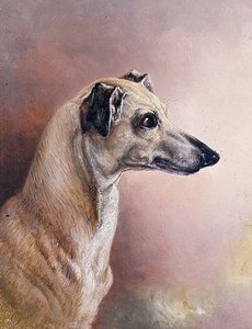 Hoofd van een windhond