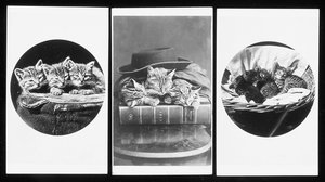 De Brighton Katten, cartes-de-visite, 1860s