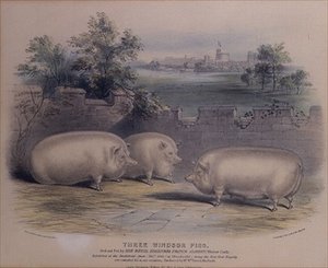 Drie prijsvarkens gefokt door Prins Albert in Windsor Castle, gegraveerd door H. Stafford (fl.1829) 1843