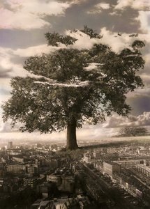 De boom in Islington