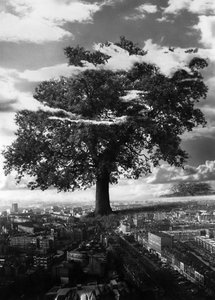 De boom in Islington