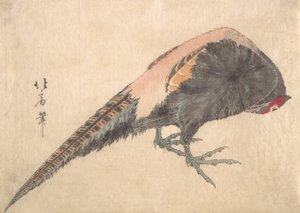 Vogel