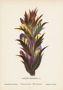 Wilde Bloemen van het Heilige Land: Acanthus Dioscoridis; Oosterse Berenklauw door Hannah Zeller