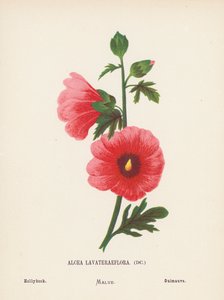 Wilde bloemen van het Heilige Land: Alcea Lavateraeflora; Stokroos (gekleurde gravure)