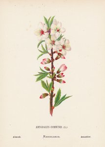 Wilde bloemen van het Heilige Land: Amygdalus Communis; Amandel door Hannah Zeller