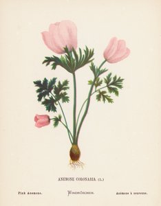Wilde Bloemen van het Heilige Land: Anemone Coronaria; Roze Anemoon (gekleurde gravure)