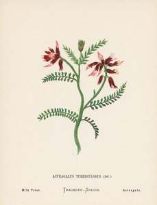 Wilde bloemen van het Heilige Land: Astragalus Tuberculosus; Veldlathyrus