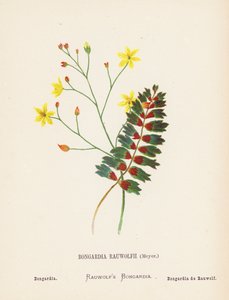 Wilde bloemen van het Heilige Land: Bongardia Rauwolfii, Meyer; Bongardia
