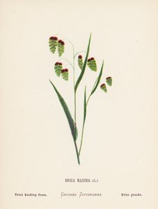 Wilde Bloemen van het Heilige Land: Briza Maxima; Grote Trilmot (gekleurde gravure) door Hannah Zeller