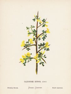 Wilde Bloemen van het Heilige Land: Calycotome Spinosa, Link; Stekelige Brem (gekleurde gravure) door Hannah Zeller