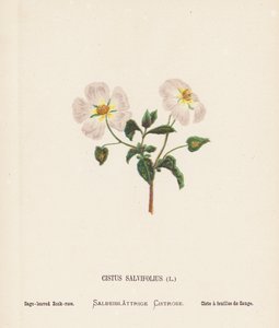 Wilde Bloemen van het Heilige Land: Cistus Salvifolius; Saliebladige Rookroos door Hannah Zeller
