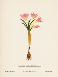 Wilde bloemen van het Heilige Land: Colchicum Bulbocodioides, Stev; Weide Saffraan door Hannah Zeller