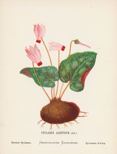 Wilde bloemen van het Heilige Land: Cyclamen Aleppicum, Ait; Perzische Cyclamen