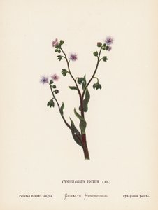 Wilde bloemen van het Heilige Land: Cynoglossum Pictum, Ait; geschilderde hondstong door Hannah Zeller
