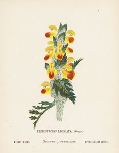 Wilde bloemen van het Heilige Land: Eremostachys Laciniata, Bunge; Woestijnspike