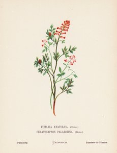 Wilde bloemen van het Heilige Land: Fumaria Anatolica, Boiss, Ceratocapnos Palaestina, Boiss; Duivenkervel
