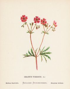 Wilde bloemen van het Heilige Land: Geranium Tuberosum; Bolvormige Kraanvogel