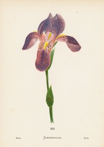 Wilde bloemen van het Heilige Land: Iris; Iris
