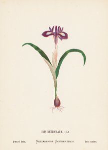 Wilde Bloemen van het Heilige Land: Iris Reticulata; Dwergiris (gekleurde gravure) door Hannah Zeller