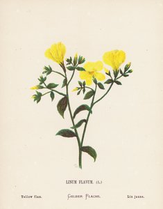 Wilde bloemen van het Heilige Land: Linum Flavum; Gele vlas (gekleurde gravure)