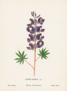 Wilde Bloemen van het Heilige Land: Lupinus Pilosus; Blauwe Lupine (gekleurde gravure) door Hannah Zeller