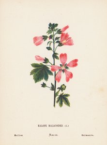 Wilde Bloemen van het Heilige Land: Malope Malacoides; Kaasjeskruid door Hannah Zeller