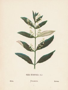 Wilde bloemen van het Heilige Land: Olea Europaea; Olijf