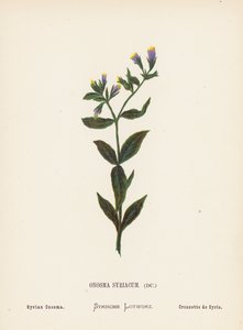 Wilde bloemen van het Heilige Land: Onosma Syriacum; Syrische Onosma door Hannah Zeller