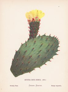 Wilde bloemen van het Heilige Land: Opuntia Ficus Indica, Mill; Vijgcactus