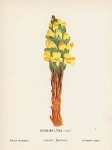 Wilde Bloemen van het Heilige Land: Phelipaea Lutea, Desf; Gele Orobanche