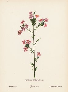 Wilde bloemen van het Heilige Land: Plumbago Europaea; Plumbago door Hannah Zeller