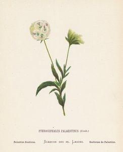 Wilde Bloemen van het Heilige Land: Pterocephalus Palaestinus, Coult; Palestijnse Scabiosa