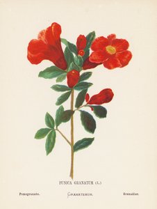 Wilde Bloemen van het Heilige Land: Punica Granatum; Granaatappel door Hannah Zeller