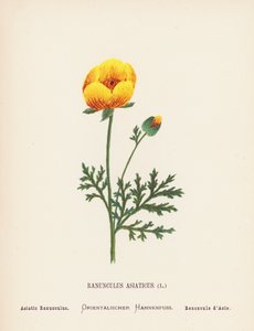 Wilde bloemen van het Heilige Land: Ranunculus Asiaticus; Aziatische Ranunculus