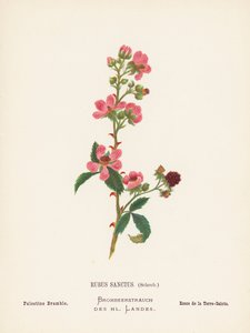 Wilde Bloemen van het Heilige Land: Rubus Sanctus, Schreb; Palestijnse Braam