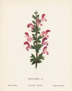 Wilde Bloemen van het Heilige Land: Salvia Indica; Indiase Salie (gekleurde gravure) door Hannah Zeller