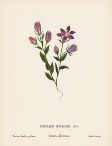 Wilde bloemen van het Heilige Land: Specularia Pentagonia; Venusspiegel