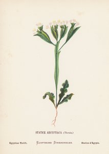 Wilde bloemen van het Heilige Land: Statice Aegyptiaca, Thouin; Egyptische Engelsgras door Hannah Zeller