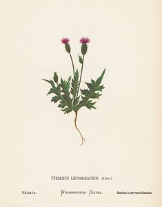 Wilde bloemen van het Heilige Land: Tyrimnus Leucographus, Cass; Distel