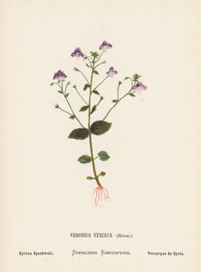 Wilde Bloemen van het Heilige Land: Veronica Syriaca, Roem; Syrische Ereprijs