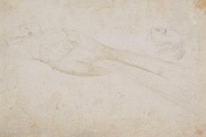 Mannetje paradijsvogel en het hoofd van een middelbare man in profiel naar links; ook details van door Hans Baldung Grien