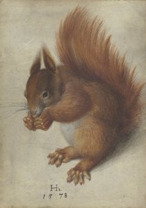 Rode eekhoorn door Hans Hoffmann