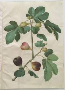 Ficus carica uit het album Gottorfer Codex, c.1650 door Hans Simon Holtzbecher