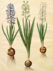 Hyacinthoides orientalis uit het album Gottorfer Codex, c.1650