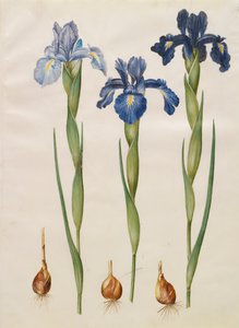 Iris xiphiodes uit het album Gottorfer Codex, c.1650