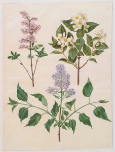 Syringa persica, philadelphus coronarius en syringa vulgaris uit het album Gottorfer Codex, ca. 1650