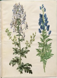 Aconitum variegatum (bonte monnikskap); Aconitum napellus (echte monnikskap) door Hans Simon Holtzbecker